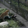 Nhân viên vườn thú hoảng loạn khi bị con hổ dữ tấn công. (Nguồn: Vkontakte)