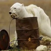 Rớt nước mắt hình ảnh gấu Bắc Cực trơ xương, bới thùng rác tìm thức ăn