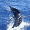 Một con cá cờ xanh lớn. (Nguồn: Exmouth Game Fishing Club)