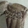 [Video] Ám ảnh với con nhện giống sinh vật ngoài hành tinh