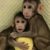 Hai chú khỉ Hua Hua và Zhong Zhong. (Nguồn: Reuters)