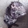 [Video] Cảnh tượng con chuột tắm rửa như người gây sửng sốt