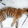 Con hổ nằm trước cửa nhà ông Alexey Khaideyev. (Nguồn: The Siberian Times)
