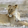 Được biết, gia đình của con linh dương đã bị một chú sư tử đực ăn thịt. (Nguồn: Caters News)