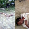 Sonelal bất tỉnh sau khi cắt đứt đầu con rắn. (Nguồn: indiatimes.com)