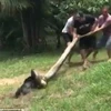 [Video] Dân làng hợp sức giải cứu chú chó bị con trăn siết chặt