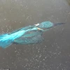 Con chim bói cá bị đóng băng dưới nước. (Nguồn: Cover Images)
