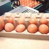 Quả trứng gà có kích thước lớn hơn hẳn so với những quả trứng gà khác. (Nguồn: Facebook)