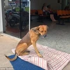 Chú chó đáng thương ngồi chờ người chủ quá cố trước cổng bệnh viện. (Nguồn: Facebook)