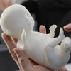 Công nghệ in 3D đem tới mô hình vô cùng chân thực của thai nhi