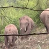 [Video] Mười con voi gây náo loạn ngôi làng, phá hoại nhiều hoa màu