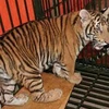 Việt Nam nỗ lực bảo tồn hổ khỏi nguy cơ tuyệt chủng 