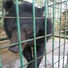 Thêm một cá thể được trở về “ngôi nhà” gấu lớn nhất Việt Nam