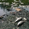 [Photo] Cá chết hàng loạt "phơi trắng" Hồ Thiền Quang 