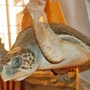 "C49 sẽ xem xét khởi tố hình sự vụ tàng trữ hơn 5.000 cá thể rùa biển"