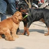 [Photo] Hàng trăm chú cún tung tăng thi " sắc đẹp" ở bãi sông Hồng