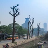 Chặt 6.700 cây xanh: Hà Nội có thể sẽ lâm vào cảnh ô nhiễm nặng