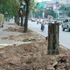 Bộ Tài nguyên và Môi trường lên tiếng về vụ “thảm sát” cây xanh 