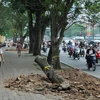 Phó Thủ tướng yêu cầu xử lý nghiêm vụ chặt hạ cây xanh ở Hà Nội