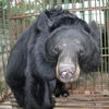 Cả nước còn khoảng 1.250 cá thể gấu bị nuôi nhốt trong các trang trại