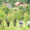 Phó Thủ tướng yêu cầu hoàn thành trồng rừng thay thế trong năm 2015