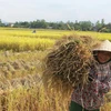 [Photo] Nông dân xứ Nghệ cải tiến công nghệ thu hoạch lúa 