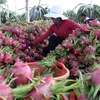 Tái cơ cấu nông nghiệp: Doanh nghiệp cần “chung thuyền” với nông dân