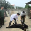 Lực lượng chức năng tiến hành kiểm tra, tiêu hủy gấu bị chết. (Nguồn ảnh: Chi cục Kiểm lâm tỉnh Quảng Ninh)
