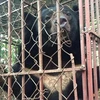 Cá thể gấu được cứu hộ tại tỉnh Quảng Ninh. (Ảnh: Tổ chức Động vật châu Á cung cấp)
