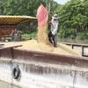 Trà Vinh triển khai tạm trữ thu mua lúa, gạo. (Nguồn ảnh: TTXVN)