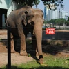 Hệ thống hàng rào điện giúp các cá thể voi tự do di chuyển trong khu bán hoang dã tại Vườn thú Hà Nội. (Ảnh: Hùng Võ/Vietnam+)