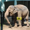[Photo] Giải phóng bầy voi khỏi xiềng xích ở Vườn thú Thủ Lệ