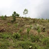 Những quả đồi bị cạo trọc cây ở huyện Di Linh, tỉnh Lâm Đồng. (Ảnh: Hùng Võ/Vietnam+)