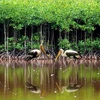 Vườn quốc gia Côn Đảo được Ban Thư ký Công ước Ramsar thế giới công nhận là khu đất ngập nước. (Nguồn: TTXVN)