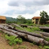 Một bãi gỗ bị tịch thu từ các vụ lâm tặc khai thác trái phép tại huyện Di Linh. (Ảnh: Hùng Võ/Vietnam+)