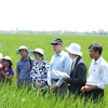 [Photo] Đại sứ Ted Osius đi thăm cánh đồng lúa ven biển Nam Định