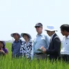Bà Judith Garber, quyền Trợ lý Ngoại trưởng Hoa Kỳ, Đại sứ Hoa Kỳ Ted Osius và cộng sự đi thăm cánh đồng lúa tại huyện Giao Thủy. (Ảnh: Hùng Võ/Vietnam+)
