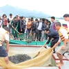 Lễ thả cá tái tạo nguồn lợi thủy sản lòng hồ thủy điện Tuyên Quang. (Ảnh: Hùng Võ/Vietnam+)