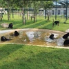 Gấu tắm tập thể trong một bể bơi khu bán hoang dã. (Ảnh: Hùng Võ/Vietnam+)
