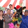 Ban tổ chức trao Vương miện Hoa hậu bò sữa Mộc Châu 2015 cho 'cô' bò mang ký hiệu 664. (Ảnh: Hùng Võ/Vietnam+)