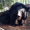 Trên toàn địa bàn tỉnh Quảng Ninh chỉ còn duy nhất một cá thể gấu đang bị nuôi nhốt trang trại. (Ảnh: Tổ chức ĐVCA cung cấp)