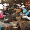 Nghề chẻ hạt điều thuê tại Bình Phước. (Nguồn ảnh: TTXVN)