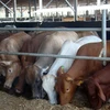 Mô hình nuôi vỗ béo bò Úc tại xã Xuân Đông, huyện Cẩm Mỹ, tỉnh Đồng Nai. (Nguồn ảnh: TTXVN)