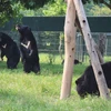 Các cá thể gấu vui đùa trong khu bán hoang dã tại Vườn quốc gia Tam Đảo. (Ảnh: Hùng Võ/Vietnam+)