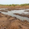 Hai vùng trũng Đồng Tháp Mười và Tứ giác Long nay đã bị cạn kiệt nước. (Ảnh: Hùng Võ/Vietnam+)