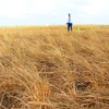 Nhiều cánh đồng lúa ở Đồng bằng sông Cửu Long bị chết do khô mặn lịch sử. (Ảnh: Hùng Võ/Vietnam+)