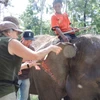 Bác sĩ thú y Tổ chức Động vật châu Á chữa trị cho voi. (Nguồn: Tổ chức ĐVCA cung cấp)