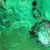 3 cá thể rùa biển được giải cứu tại thành phố Vùng Tàu (Ảnh: ENV cung cấp)