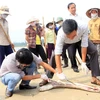 Cá chết tại vùng biển tỉnh Quảng Trị. (Nguồn ảnh: TTXVN)