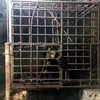 Cá thể gấu chó bị nuôi nhốt trong lồng sắt trước khi được cứu hộ. (Nguồn: TCĐVCA)